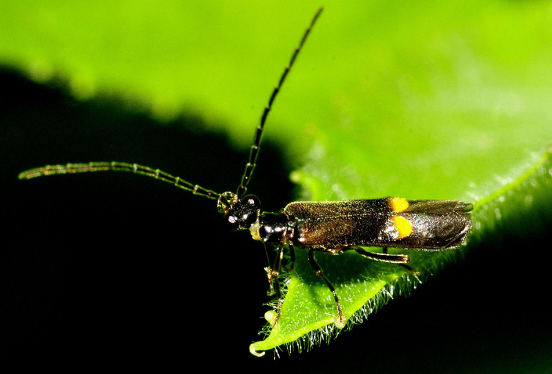 Malthodes sp. (Cantharidae)